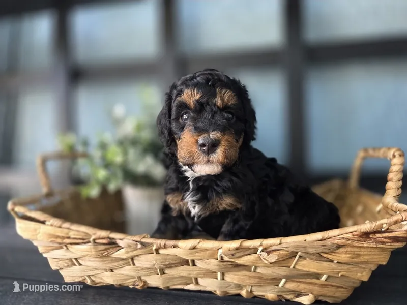 Maui – Aussiedoodle, Miniature Aussiedoodle puppy for sale in Saint Cloud, FL