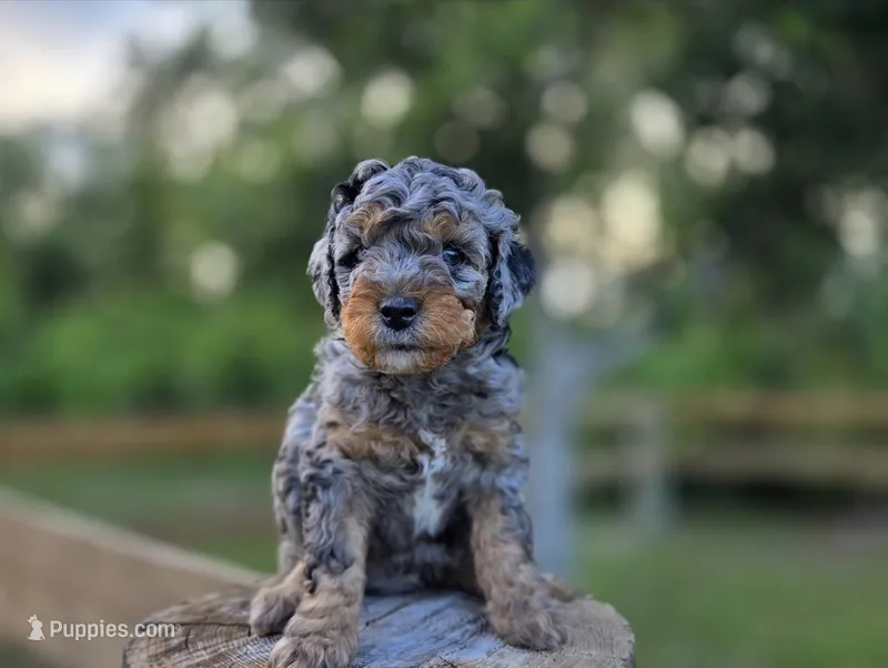 Undertow – Aussiedoodle, Miniature Aussiedoodle puppy for sale in Saint Cloud, FL