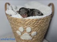 Undertow, a male Aussiedoodle and Miniature Aussiedoodle for sale in Saint Cloud, FL – 4 of 4