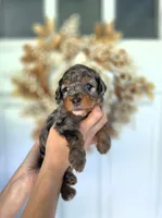 Undertow, a male Aussiedoodle and Miniature Aussiedoodle for sale in Saint Cloud, FL – 3 of 4