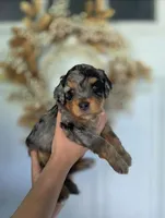 Glut, a male Miniature Aussiedoodle for sale in Saint Cloud, FL – 2 of 4