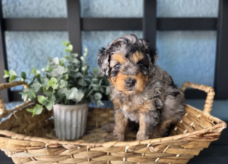 Glut – Miniature Aussiedoodle puppy for sale in Saint Cloud, FL