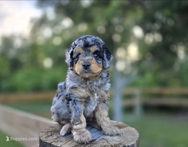 Glut – Miniature Aussiedoodle puppy for sale in Saint Cloud, FL