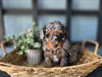 Lenny, a male Miniature Aussiedoodle for sale in Saint Cloud, FL – 1 of 4