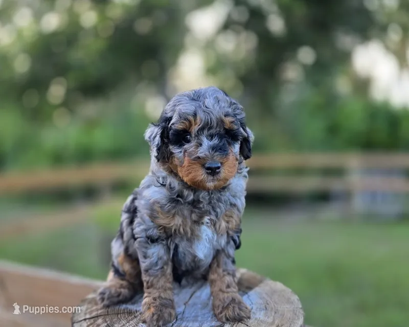 Lenny – Miniature Aussiedoodle puppy for sale in Saint Cloud, FL