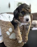 Chum, a male Aussiedoodle and Miniature Aussiedoodle for sale in Saint Cloud, FL – 3 of 4