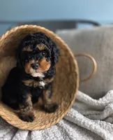 Maui, a female Aussiedoodle and Miniature Aussiedoodle for sale in Saint Cloud, FL – 1 of 1
