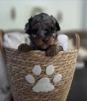 Lenny, a male Miniature Aussiedoodle for sale in Saint Cloud, FL – 3 of 4