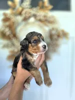 Chum, a male Aussiedoodle and Miniature Aussiedoodle for sale in Saint Cloud, FL – 4 of 4