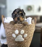 Glut, a male Miniature Aussiedoodle for sale in Saint Cloud, FL – 4 of 4