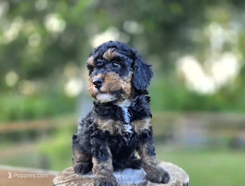 Maui – Aussiedoodle, Miniature Aussiedoodle puppy for sale in Saint Cloud, FL