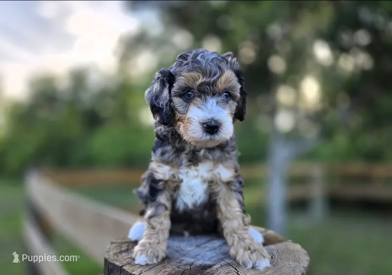 Chum – Aussiedoodle, Miniature Aussiedoodle puppy for sale in Saint Cloud, FL