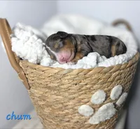 Chum, a male Aussiedoodle and Miniature Aussiedoodle for sale in Saint Cloud, FL – 2 of 4