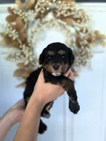 Maui, a female Aussiedoodle and Miniature Aussiedoodle for sale in Saint Cloud, FL – 3 of 4