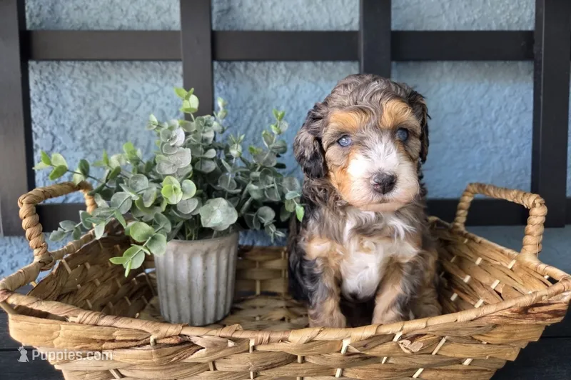 Chum – Aussiedoodle, Miniature Aussiedoodle puppy for sale in Saint Cloud, FL