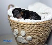 Maui, a female Aussiedoodle and Miniature Aussiedoodle for sale in Saint Cloud, FL – 2 of 4
