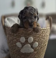 Undertow, a male Aussiedoodle and Miniature Aussiedoodle for sale in Saint Cloud, FL – 2 of 4