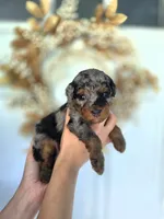 Lenny, a male Miniature Aussiedoodle for sale in Saint Cloud, FL – 2 of 4