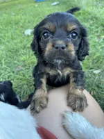 Black, a male Cocker Spaniel for sale in Ellenboro, NC – 3 of 6