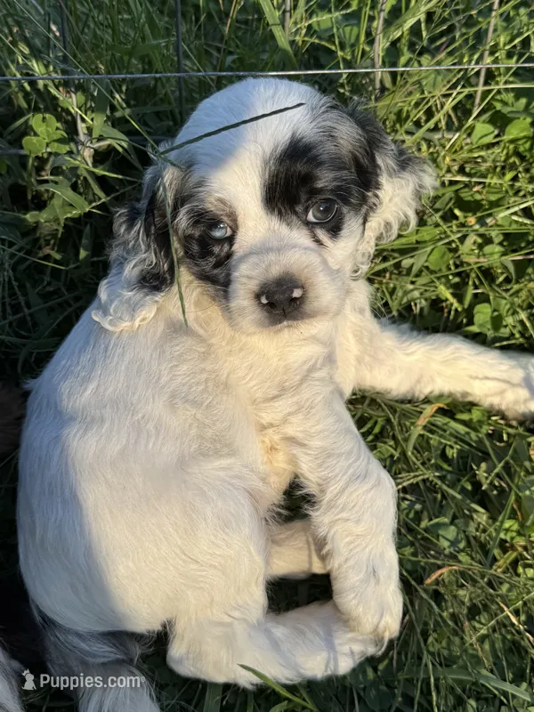 Silver  – Cocker Spaniel puppy for sale in Ellenboro, NC