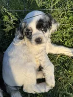 Silver , a male Cocker Spaniel for sale in Ellenboro, NC – 1 of 5