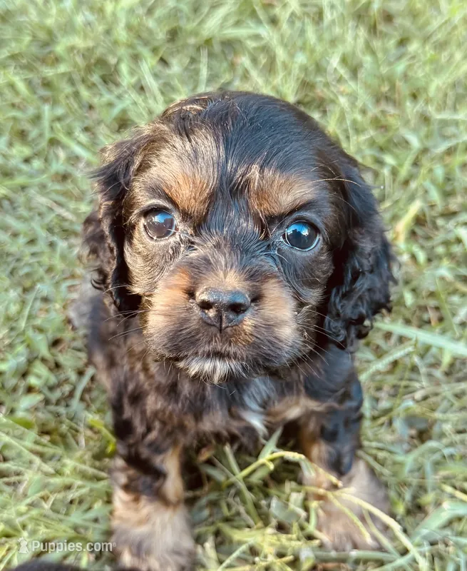 Black – Cocker Spaniel puppy for sale in Ellenboro, NC