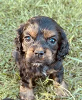 Black, a male Cocker Spaniel for sale in Ellenboro, NC – 1 of 6