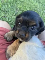 Black, a male Cocker Spaniel for sale in Ellenboro, NC – 4 of 6