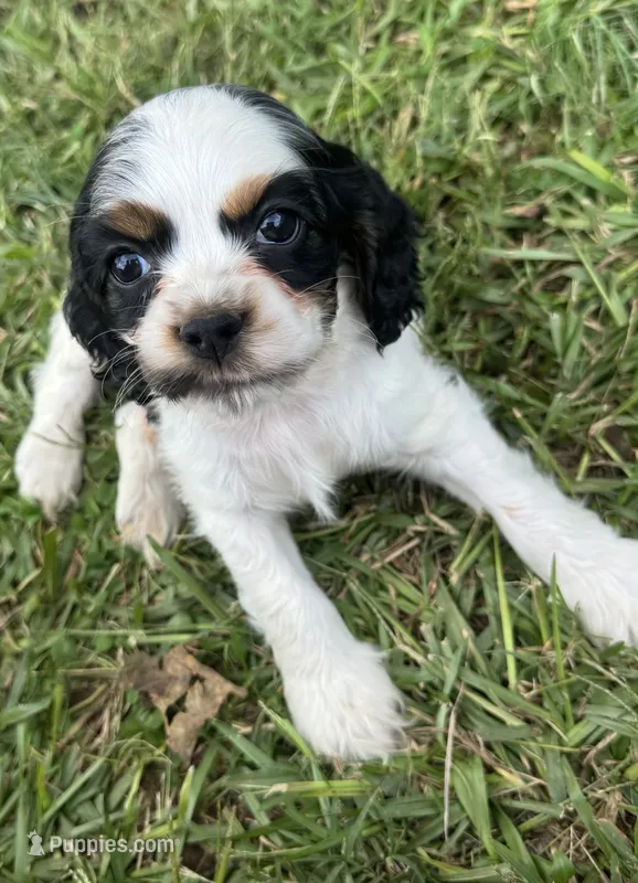 Brown – Cocker Spaniel puppy for sale in Ellenboro, NC
