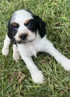 Brown, a male Cocker Spaniel for sale in Ellenboro, NC – 1 of 4