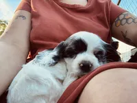 Silver , a male Cocker Spaniel for sale in Ellenboro, NC – 2 of 5