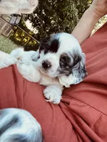 Silver , a male Cocker Spaniel for sale in Ellenboro, NC – 3 of 5