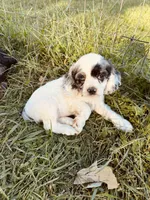 Silver , a male Cocker Spaniel for sale in Ellenboro, NC – 5 of 5
