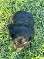 Black, a male Cocker Spaniel for sale in Ellenboro, NC – 6 of 6
