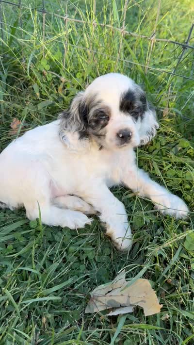 Silver , a male Cocker Spaniel for sale in Ellenboro, NC – 4 of 5