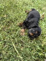 Black, a male Cocker Spaniel for sale in Ellenboro, NC – 2 of 6