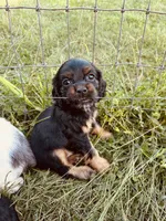 Black, a male Cocker Spaniel for sale in Ellenboro, NC – 5 of 6