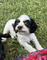 Brown, a male Cocker Spaniel for sale in Ellenboro, NC – 2 of 4