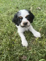 Brown, a male Cocker Spaniel for sale in Ellenboro, NC – 4 of 4