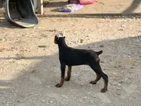 Female pup 2, a female Doberman Pinscher for sale in Quinlan, TX – 5 of 7