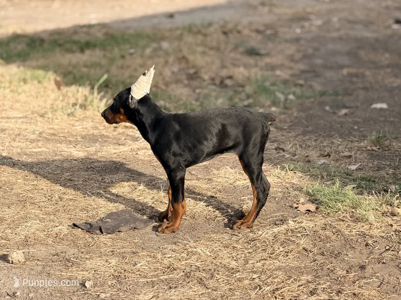 Female pup 2 – Doberman Pinscher puppy for sale in Quinlan, TX