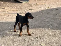 Female pup 2, a female Doberman Pinscher for sale in Quinlan, TX – 2 of 7