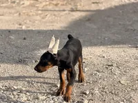 Female pup 2, a female Doberman Pinscher for sale in Quinlan, TX – 4 of 7