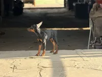 Female pup , a female Doberman Pinscher for sale in Quinlan, TX – 4 of 5