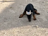 Female pup 2, a female Doberman Pinscher for sale in Quinlan, TX – 6 of 7