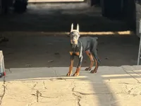 Female pup , a female Doberman Pinscher for sale in Quinlan, TX – 5 of 5