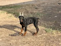 Female pup 2, a female Doberman Pinscher for sale in Quinlan, TX – 7 of 7