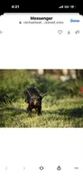 Female pup 2, a female Doberman Pinscher for sale in Quinlan, TX – Photo 2 of 10