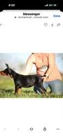 Female pup 2, a female Doberman Pinscher for sale in Quinlan, TX – Photo 9 of 10