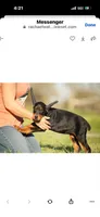 Female pup 2, a female Doberman Pinscher for sale in Quinlan, TX – Photo 5 of 10